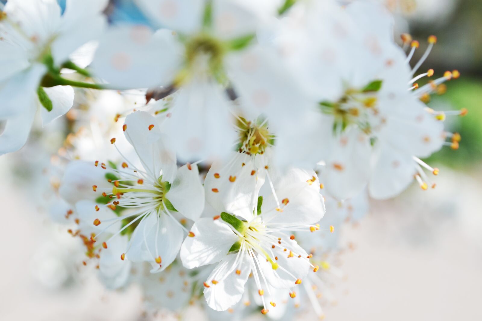 Nikon D3100 sample photo. Flower, nature, plant photography