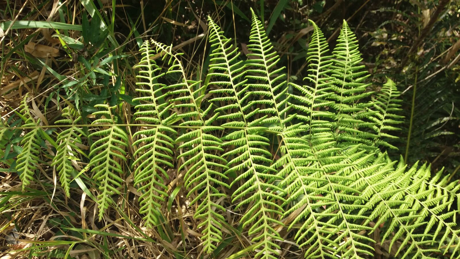 Samsung Galaxy J5 sample photo. Mounted lobato, brazil, saw photography