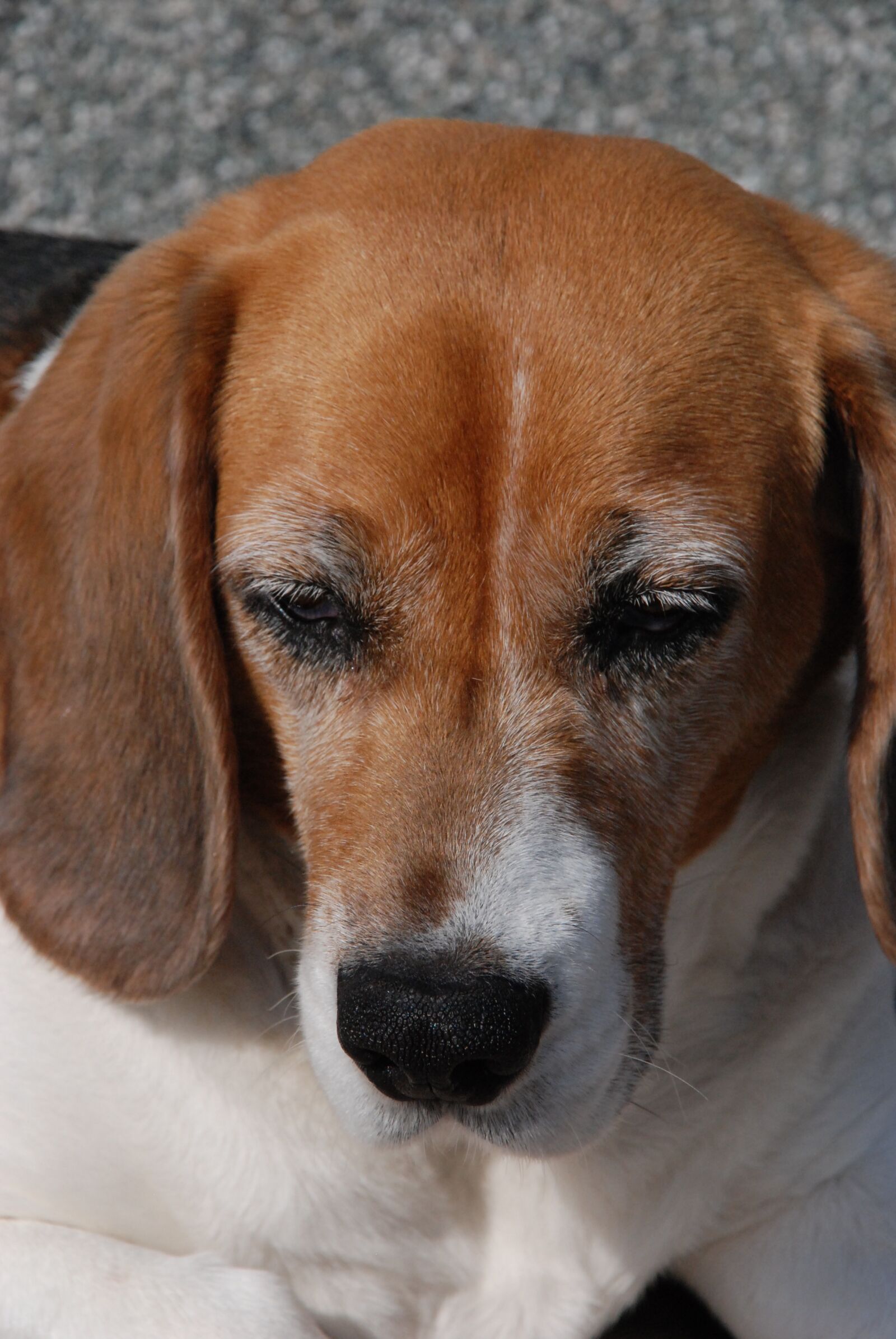 Nikon D80 sample photo. Dog, bígel, nose photography