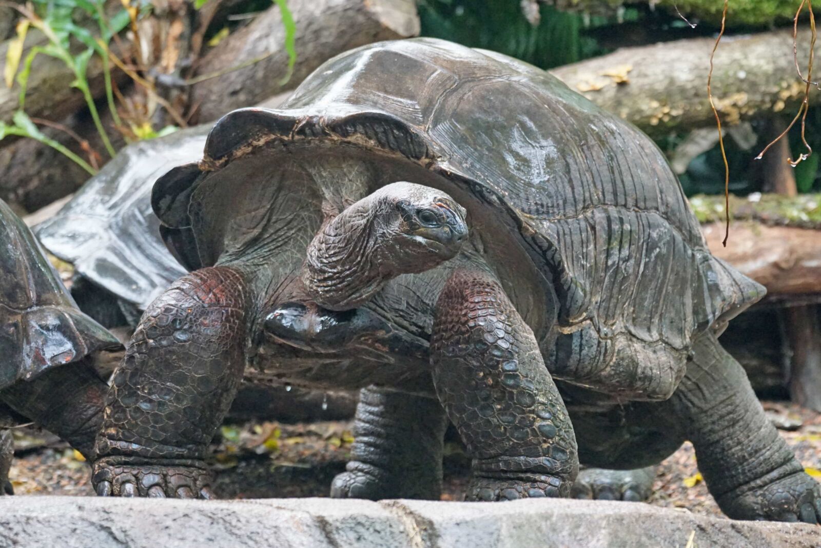 Sony ILCA-77M2 sample photo. Reptile, nature, big turtle photography