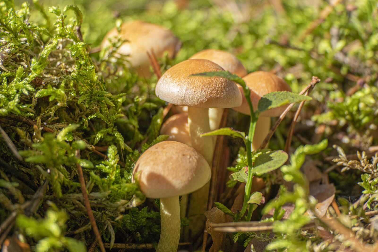 Panasonic Lumix DMC-FZ2500 (Lumix DMC-FZ2000) sample photo. Mushrooms, the collection of photography