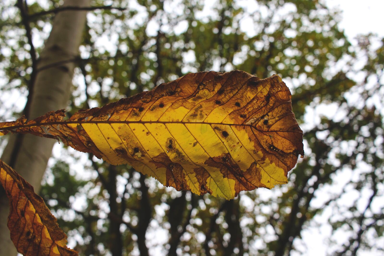 Canon EF-S 24mm F2.8 STM sample photo. Autumn, colorful, leaf photography