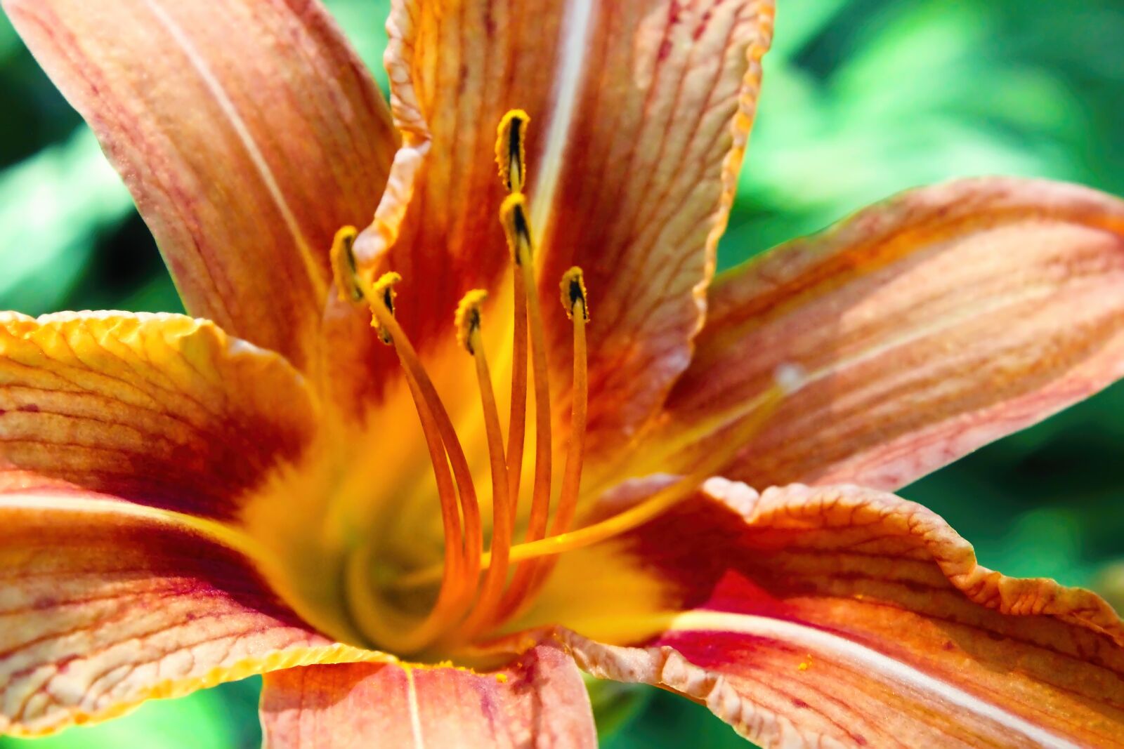 Canon EOS 600D (Rebel EOS T3i / EOS Kiss X5) sample photo. Flower, lily, floral photography