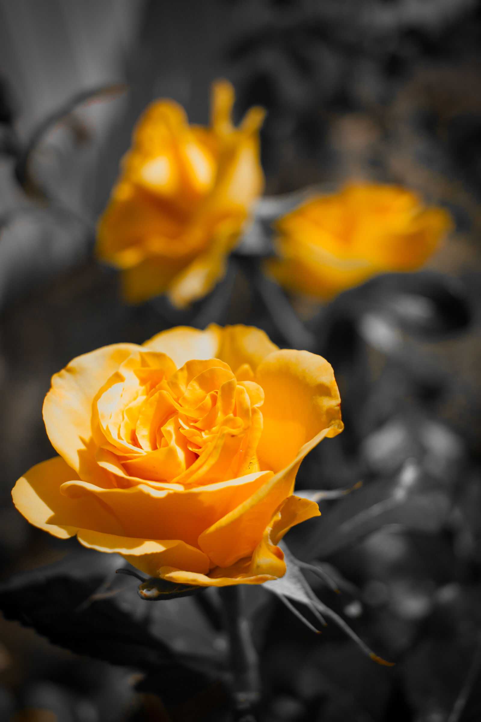 Canon EOS 40D sample photo