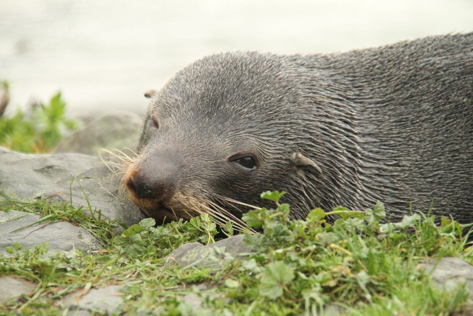 Canon EOS 7D sample photo. Seals, new zealand, xie photography