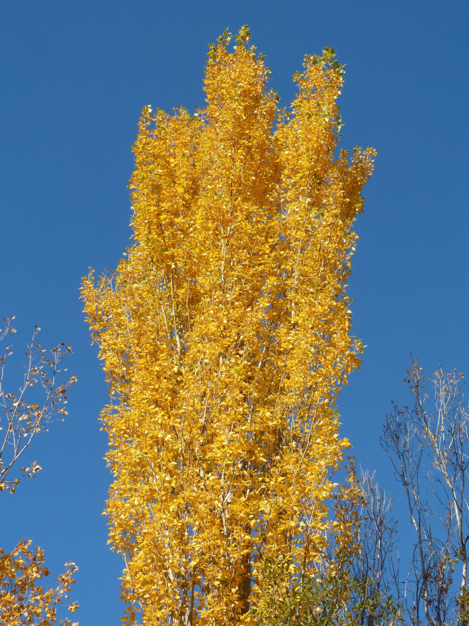 Panasonic DMC-FZ62 sample photo. Poplar, yellow leaves, falling photography