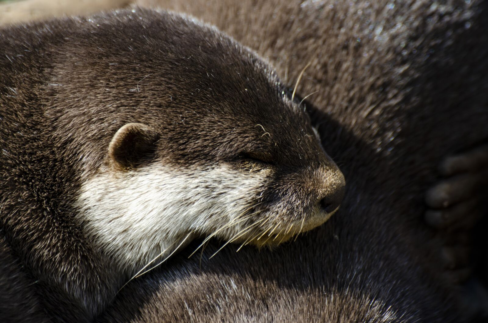Tamron SP 70-300mm F4-5.6 Di VC USD sample photo. Otter, close up otter photography