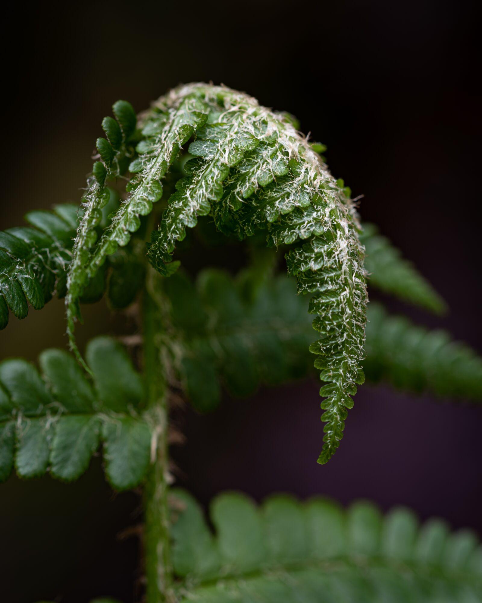 Nikon D810 sample photo. Fern, new, spring photography