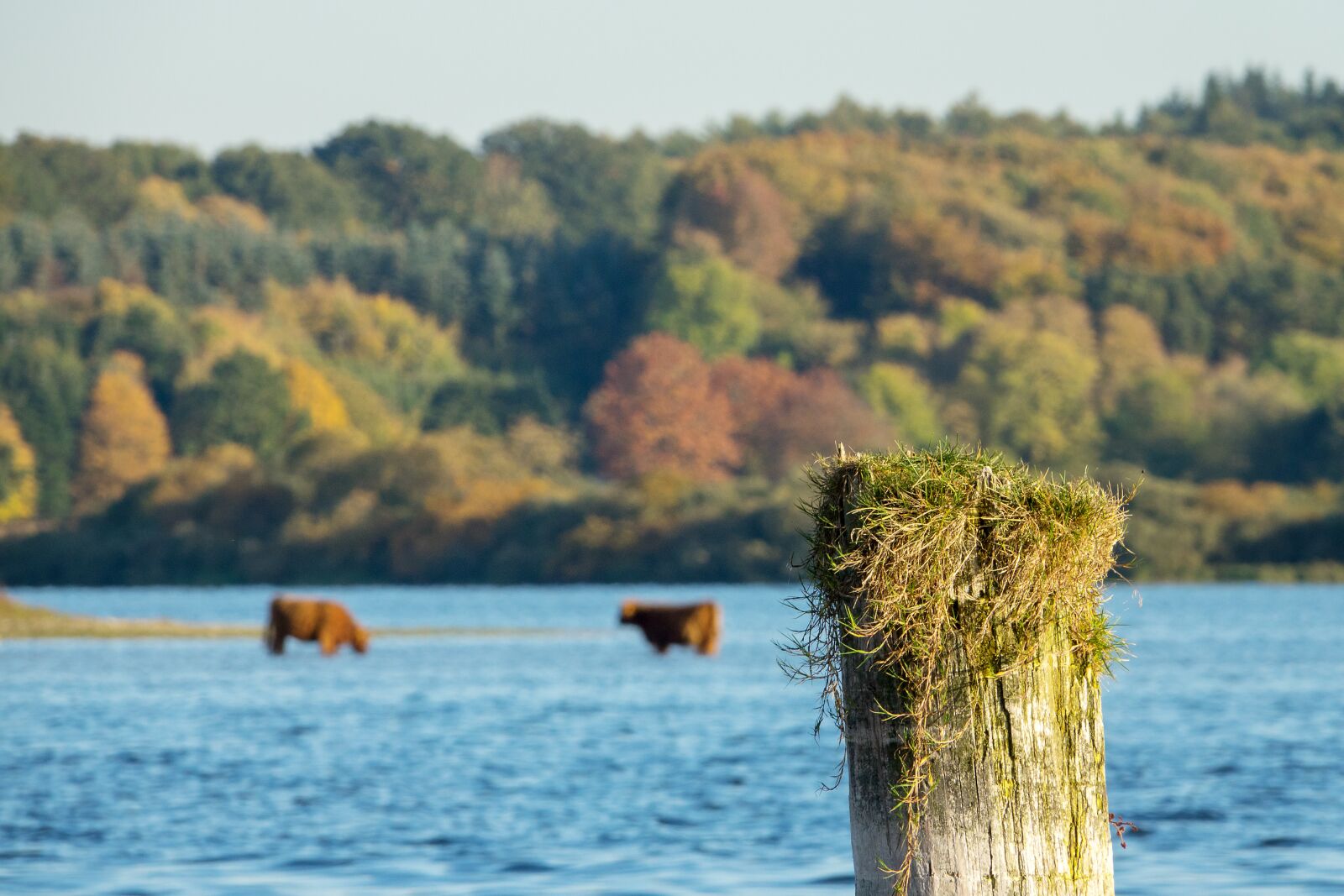 Sony Cyber-shot DSC-RX10 III sample photo. Cow, cows, lake photography