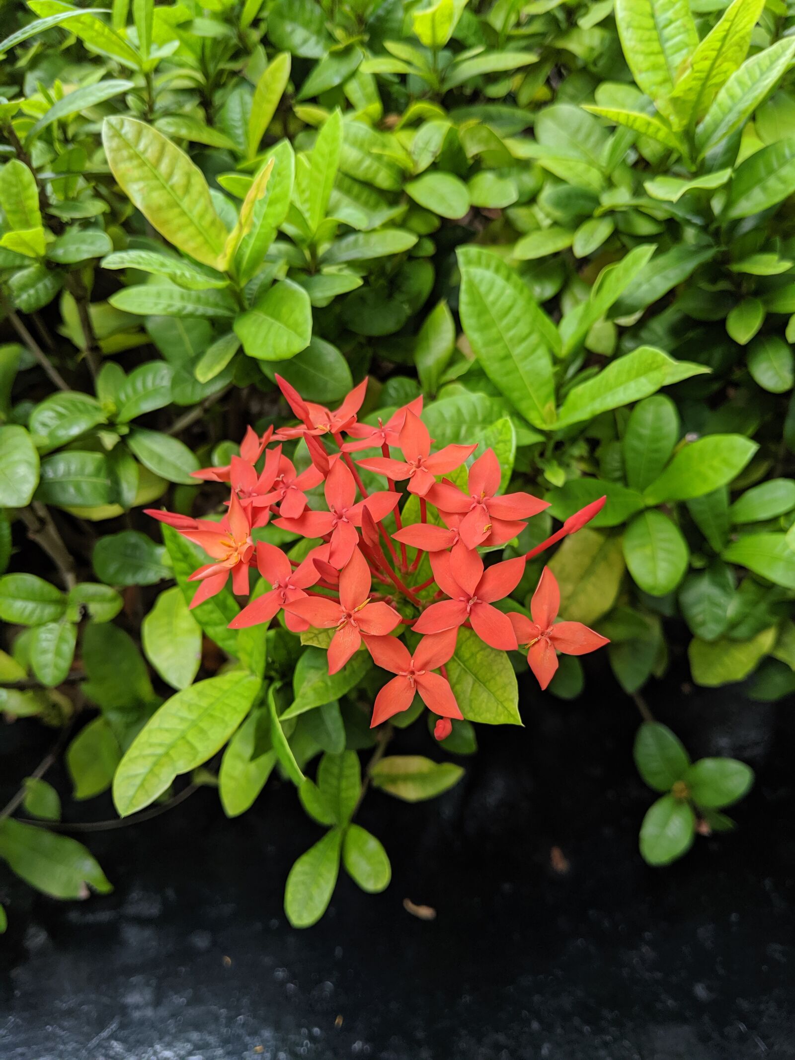 Google Pixel 3 sample photo. Flower, plants, lush photography