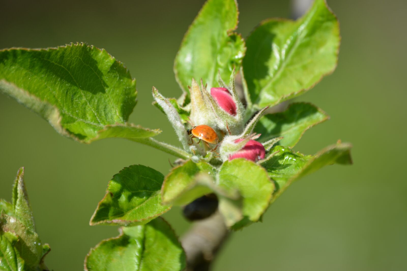 Nikon D5200 sample photo. Apple tree, free tree photography