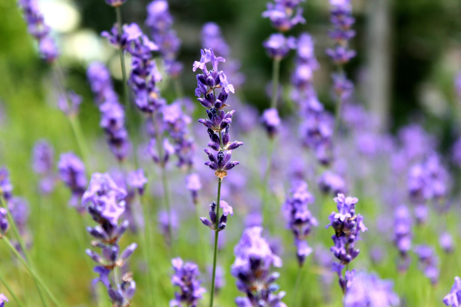Canon EOS 1100D (EOS Rebel T3 / EOS Kiss X50) sample photo. Lavender, purple, flowers photography