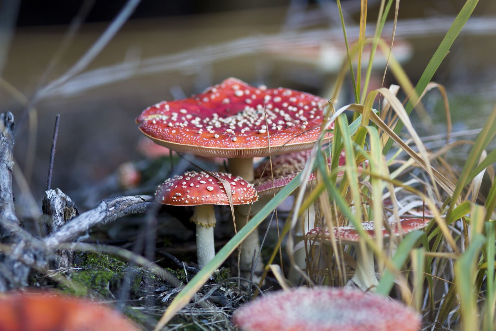 Canon EOS 70D sample photo. Fungus, toadstool, red photography