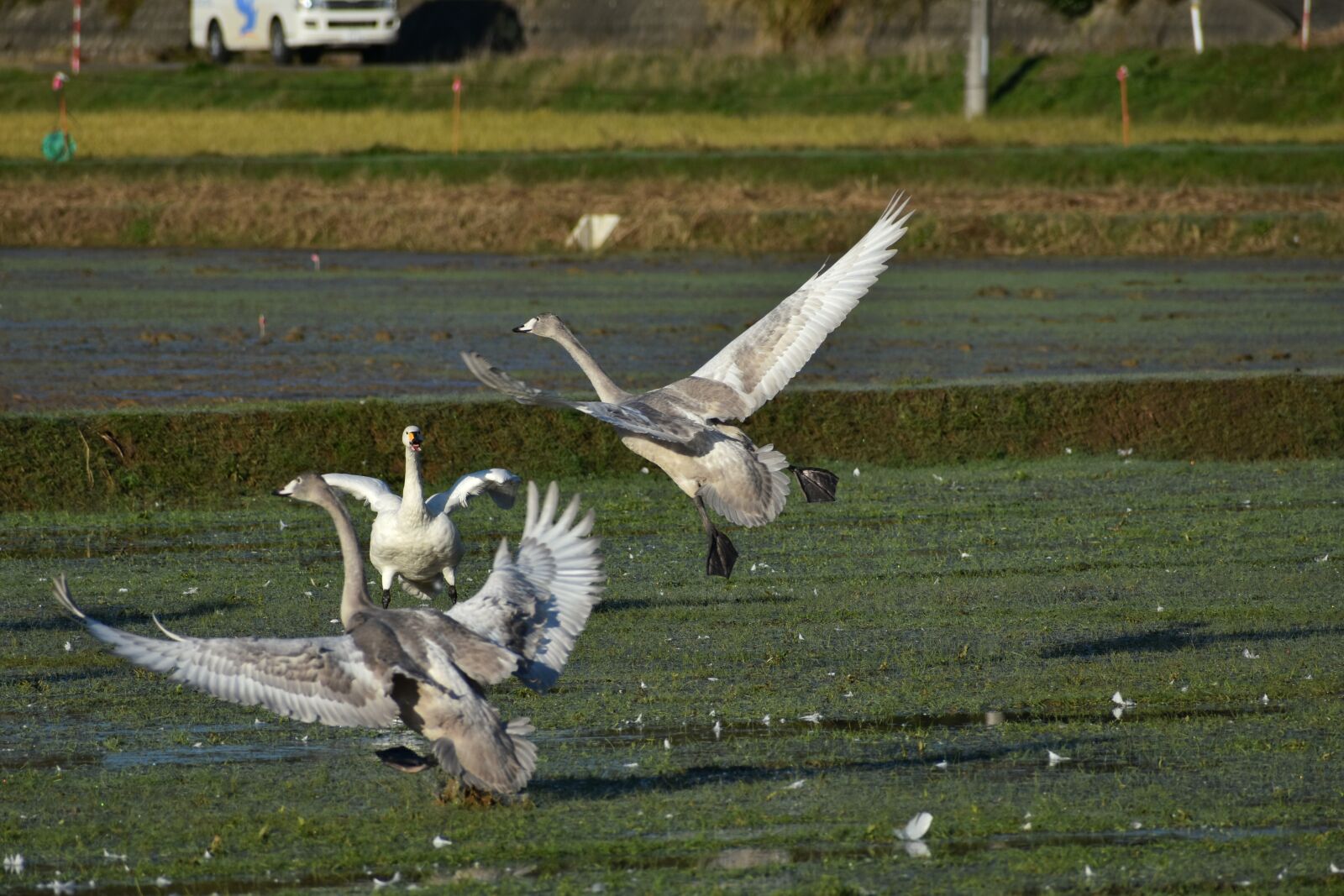 Nikon D7200 sample photo. Animal, the countryside, bird photography