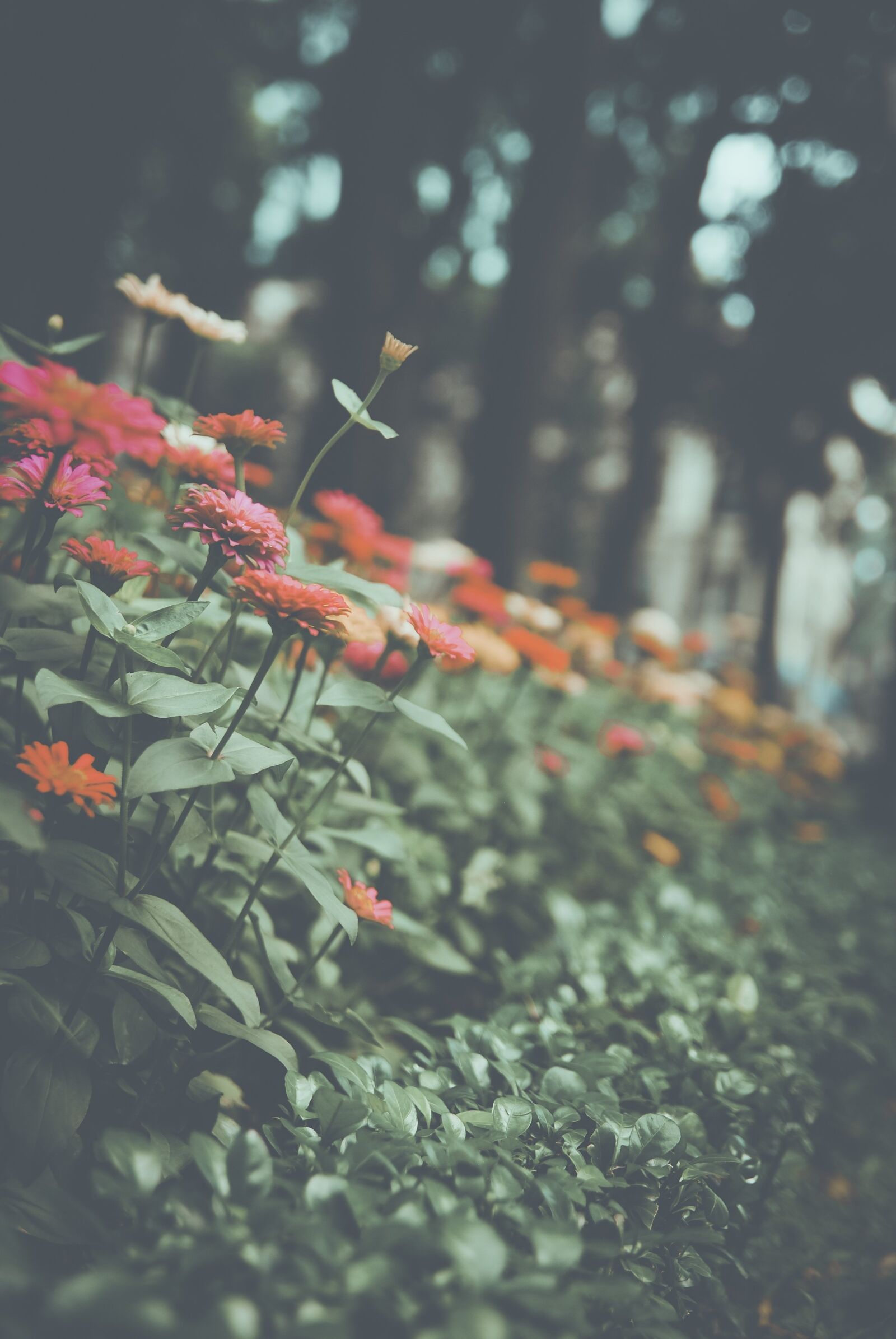 Nikon D60 sample photo. Flowers, nature, water photography