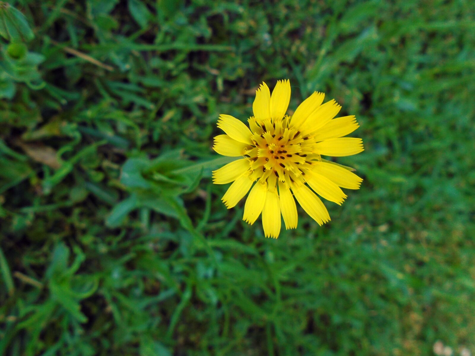 Sony Cyber-shot DSC-W800 sample photo. Flower, yellow, spring photography