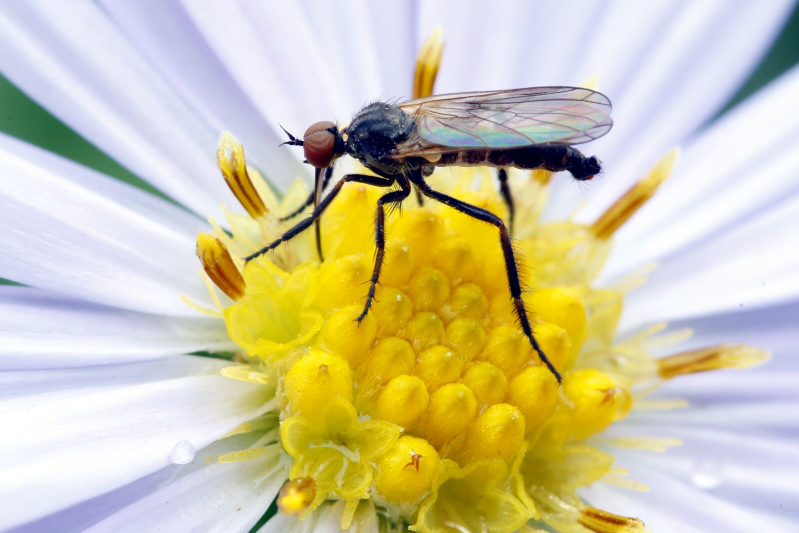Canon EOS 70D sample photo. Flower, macro, nature photography