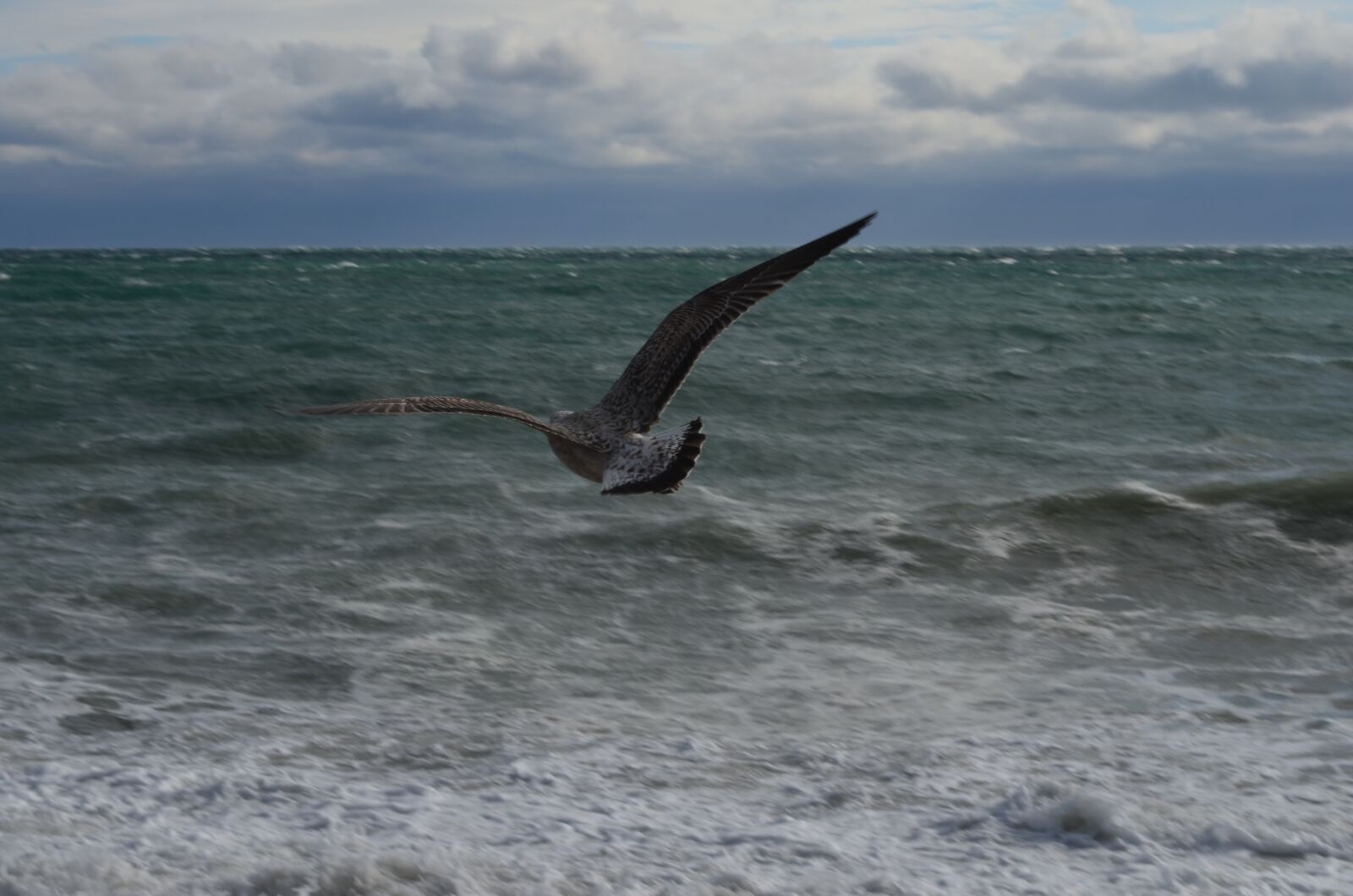 Nikon D5100 sample photo. Seagull, sea, flight photography