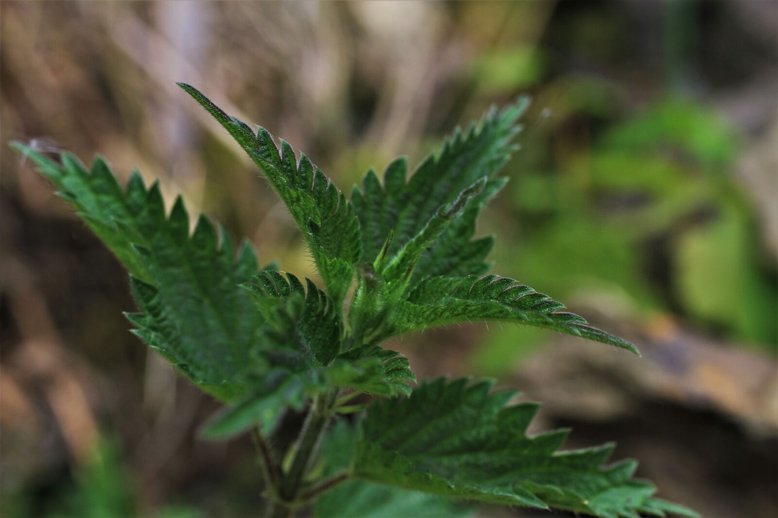 Canon EF-S 35mm F2.8 Macro IS STM sample photo. Stinging nettle, wild herb photography