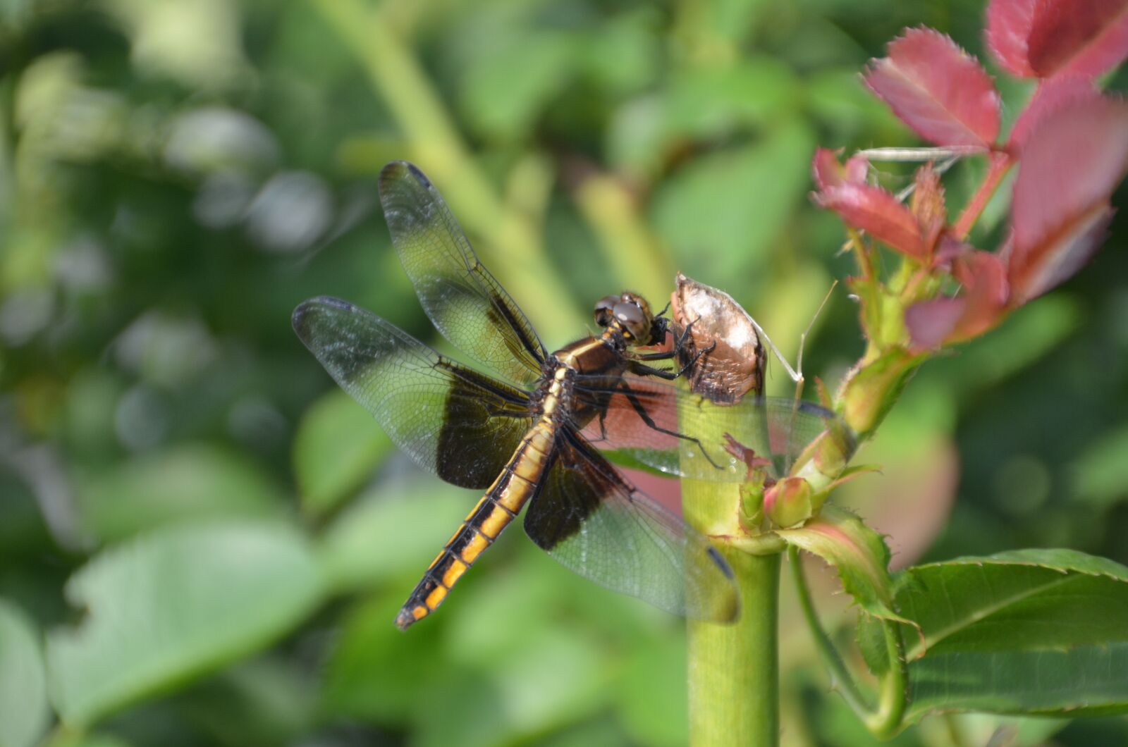 Nikon D5100 sample photo. Dragonfly, flower, nature photography