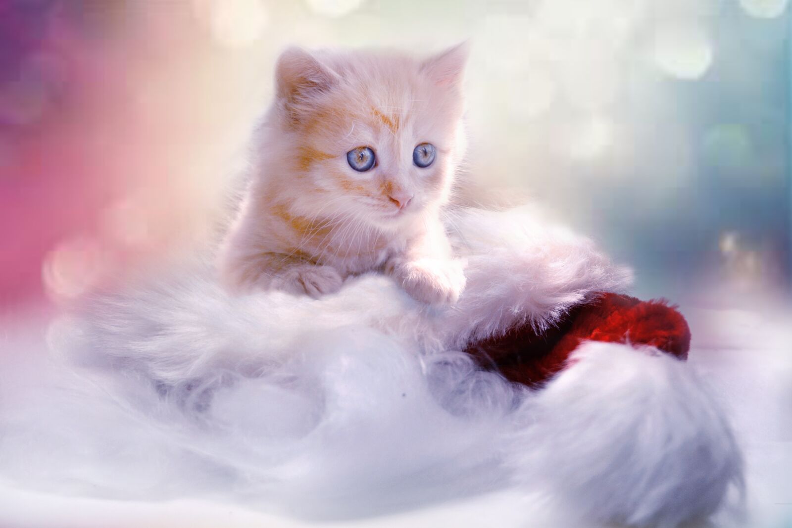 Nikon D7100 sample photo. Kitten, grey, heart photography