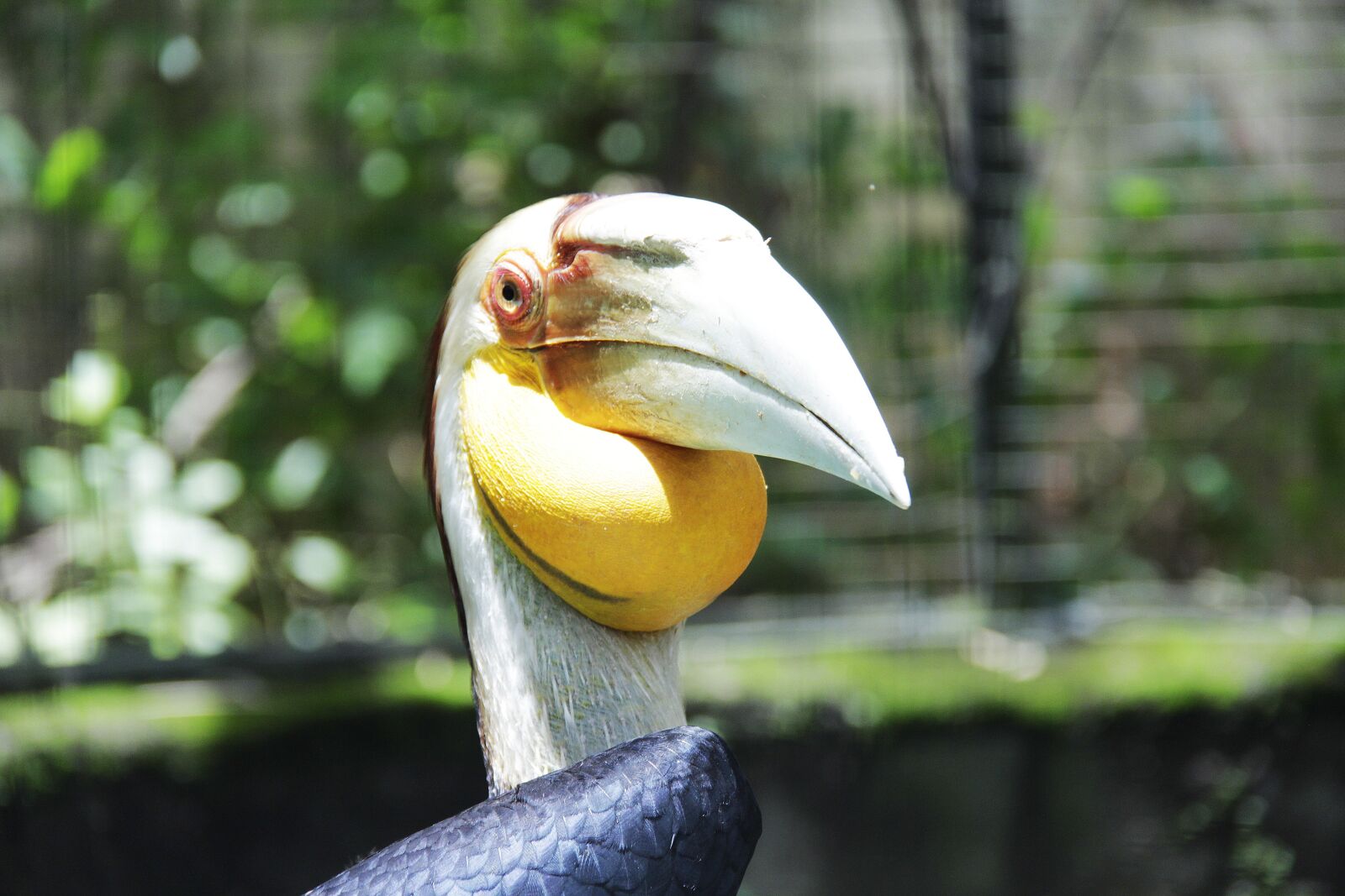 Canon EF-S 18-200mm F3.5-5.6 IS sample photo. Bird, hornbill, animals photography