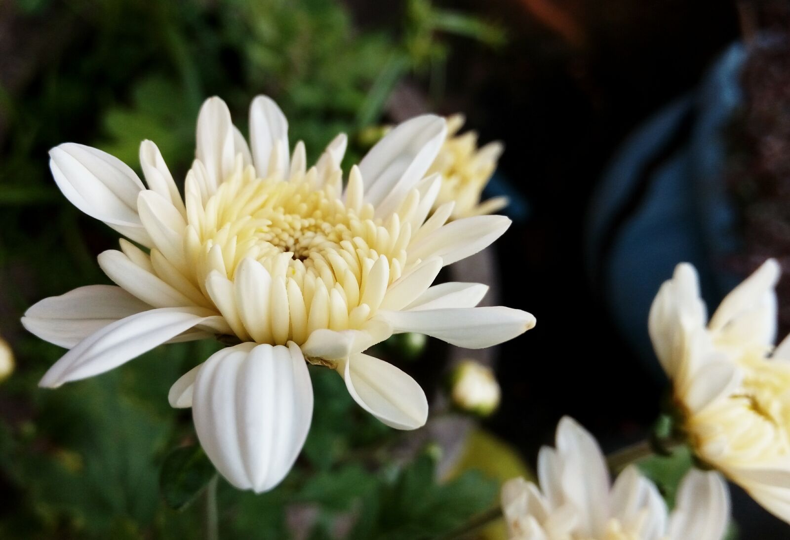 HTC D728W sample photo. Flower, flora, nature photography