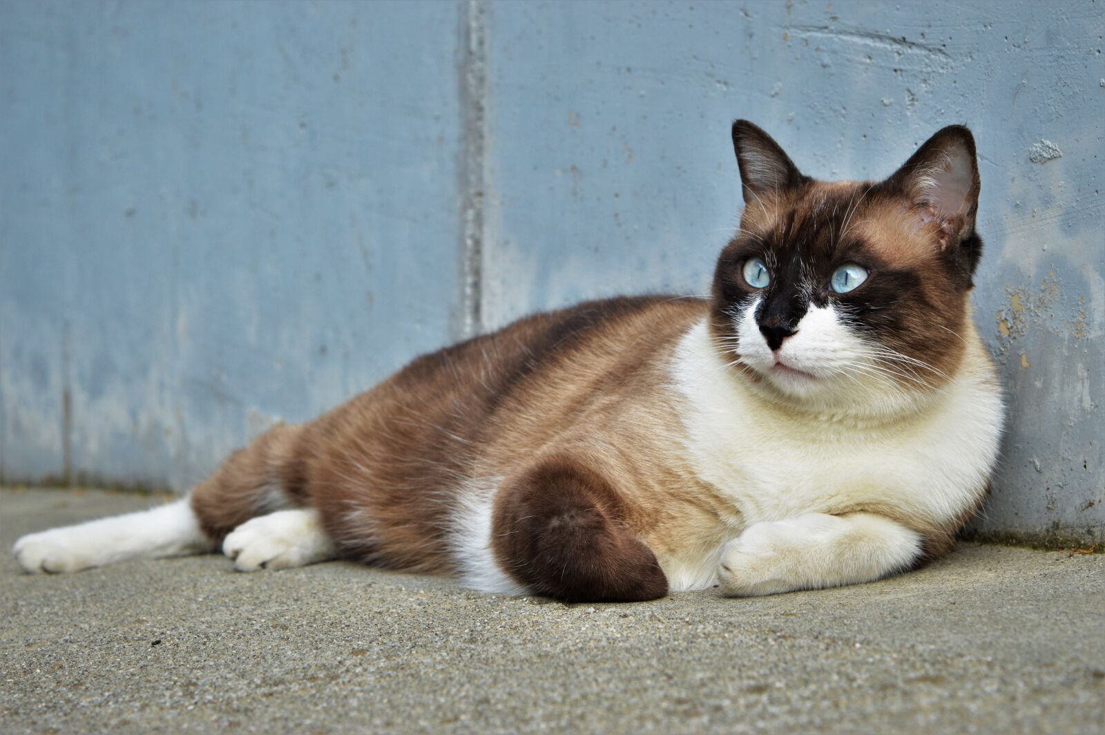 Nikon D3200 sample photo. Cat, adorable, animal photography