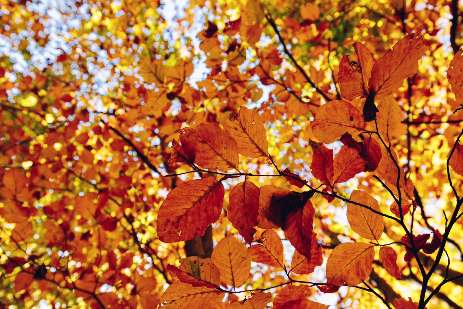 Canon EF 16-35mm F4L IS USM sample photo. Fall, leafs, leaf photography