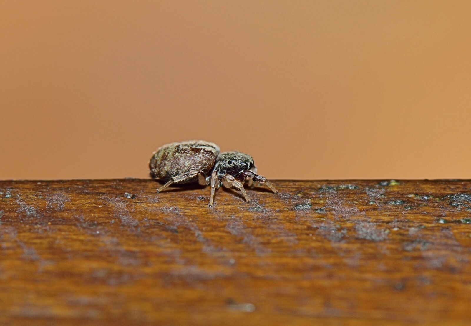 Nikon D5300 sample photo. Nature, insect, afternoon photography