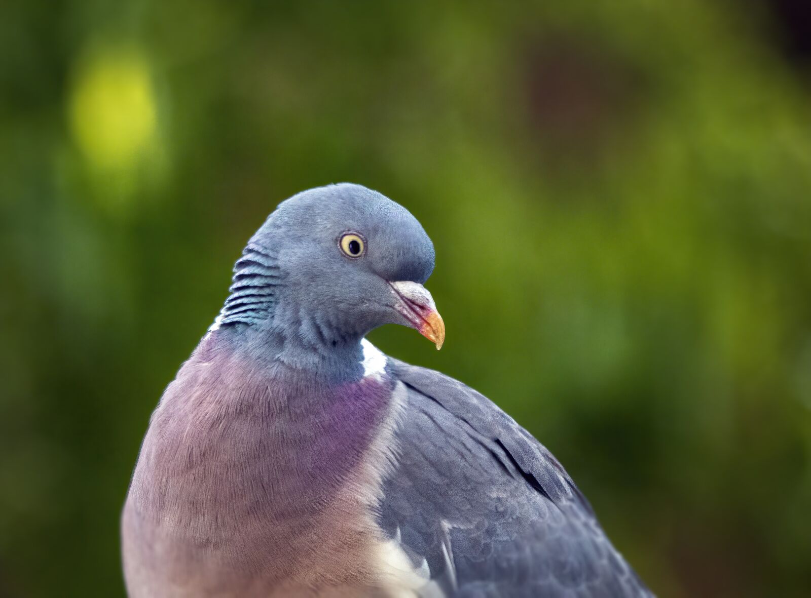 Sigma 100-400mm F5-6.3 DG OS HSM sample photo. Wood-pigeon, bird, beak photography