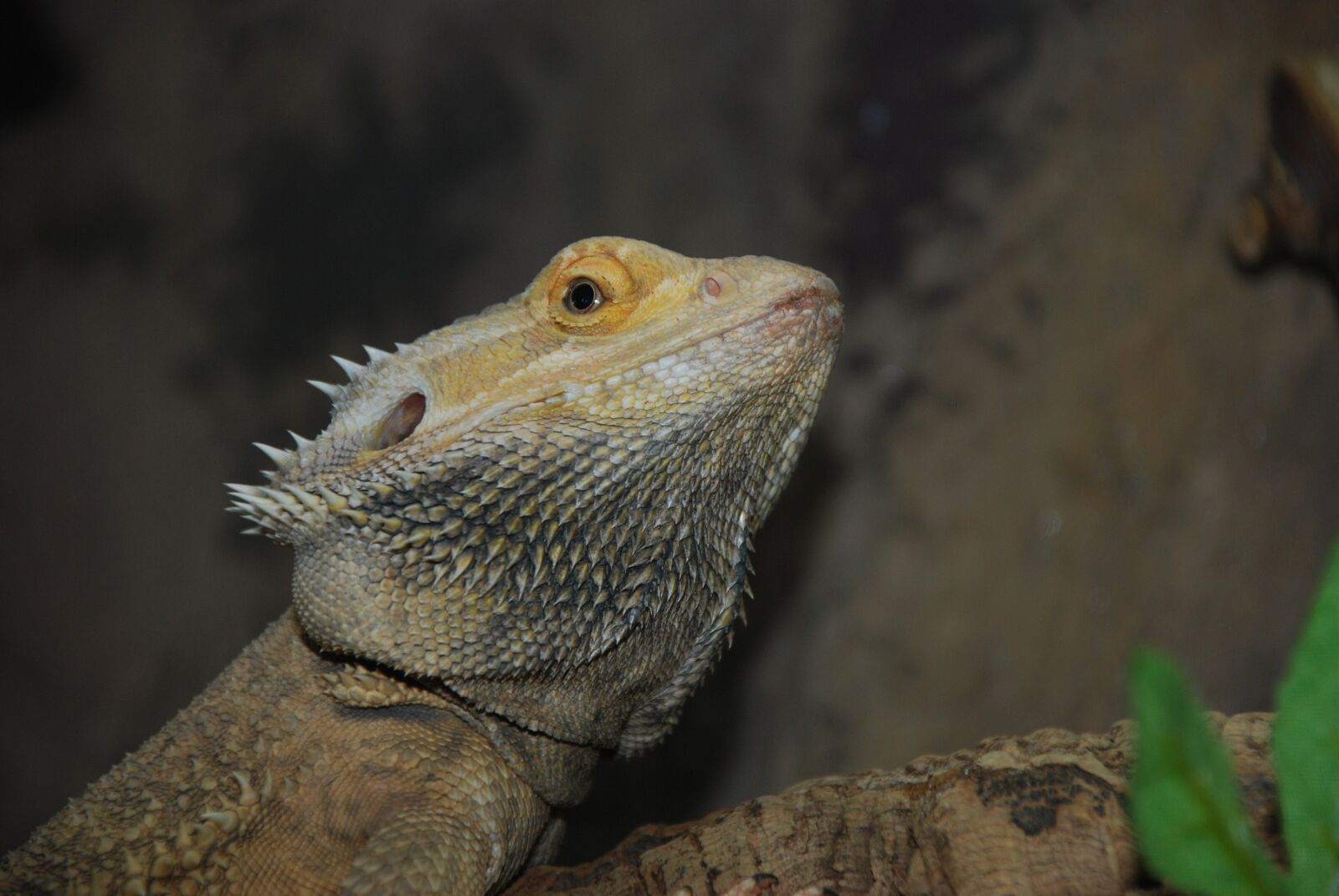 Nikon D80 sample photo. Lizard, reptile, zoo photography