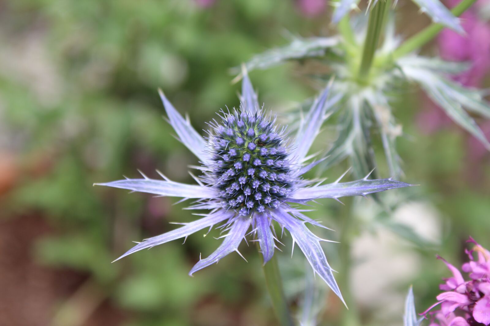 Canon EOS 1300D (EOS Rebel T6 / EOS Kiss X80) sample photo. Thistle, spiky flower, flower photography