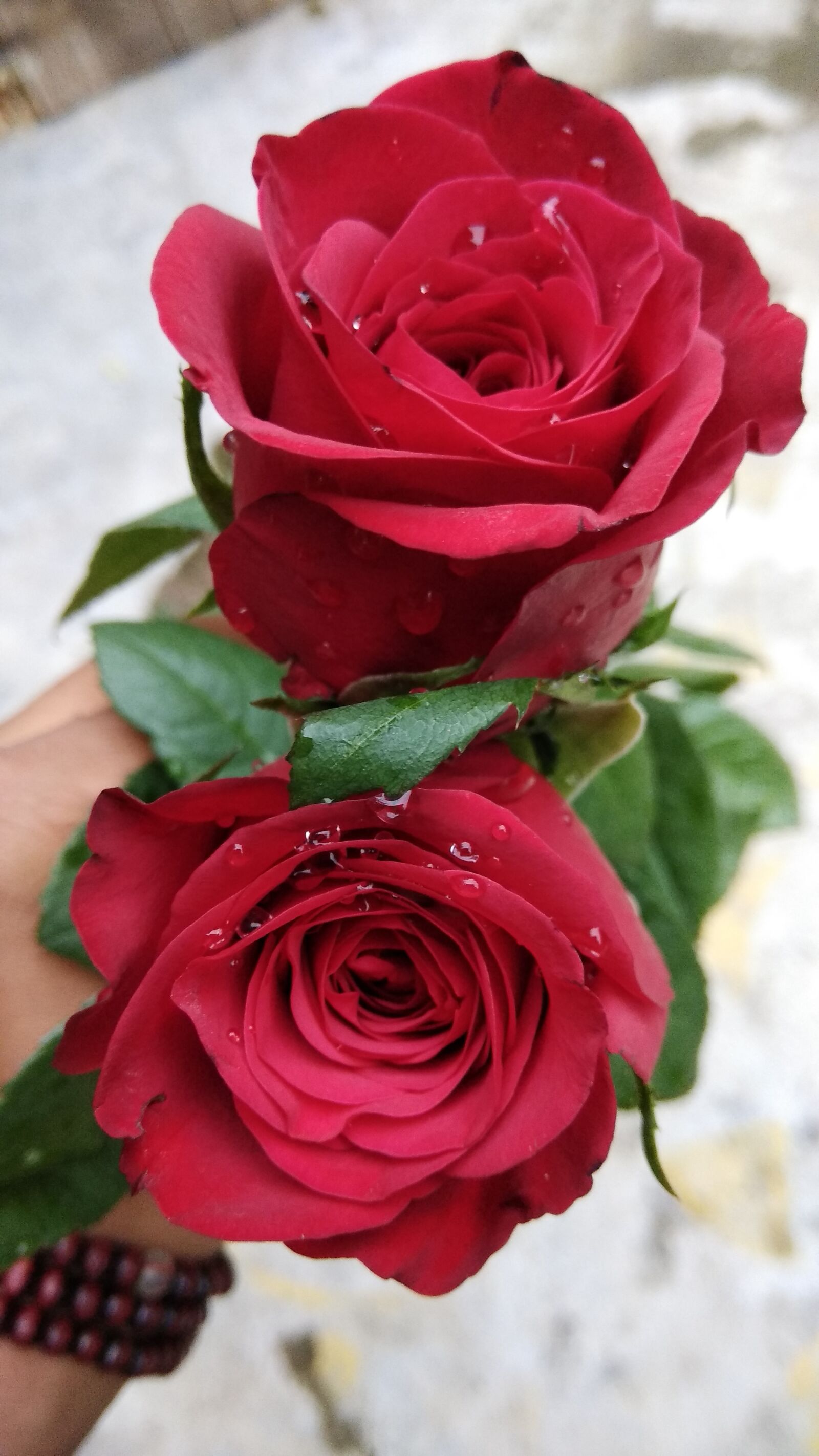 Xiaomi Redmi Note 4 sample photo. Rose, love, romance photography