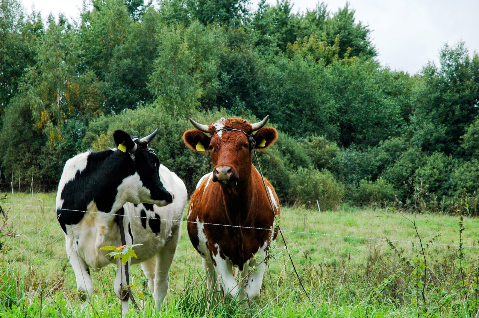 Nikon D70s sample photo. Cows, cow, farm photography