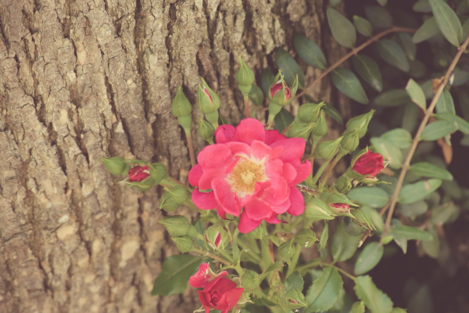 Nikon D3300 sample photo. Red, flower, garden photography