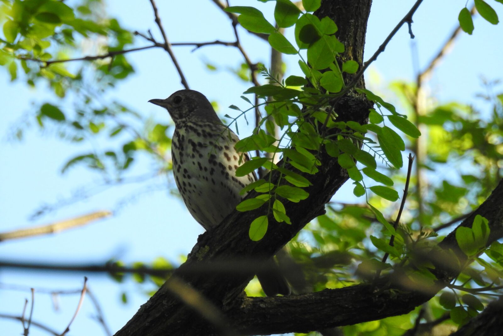 Nikon Coolpix P900 sample photo. Bird, tree, nature photography