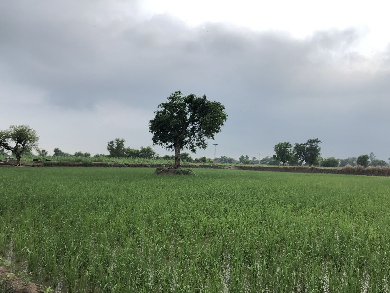 iPhone X back dual camera 4mm f/1.8 sample photo. Rice crop, tree, weather photography