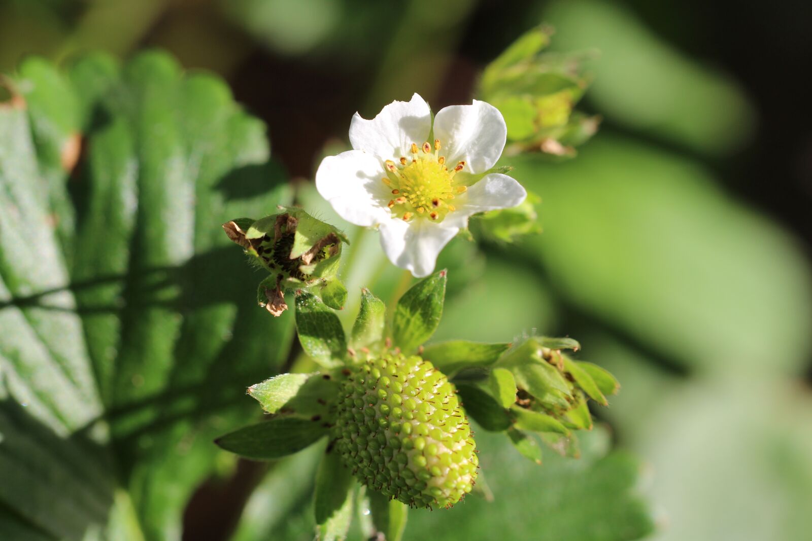 Canon EOS 700D (EOS Rebel T5i / EOS Kiss X7i) sample photo. Strawberry, strawberry flower, bloom photography