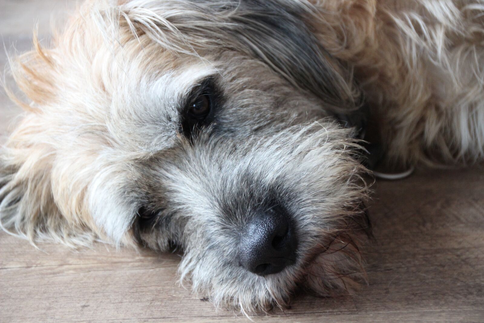 Canon EOS 600D (Rebel EOS T3i / EOS Kiss X5) sample photo. Dog, pet, dormant photography