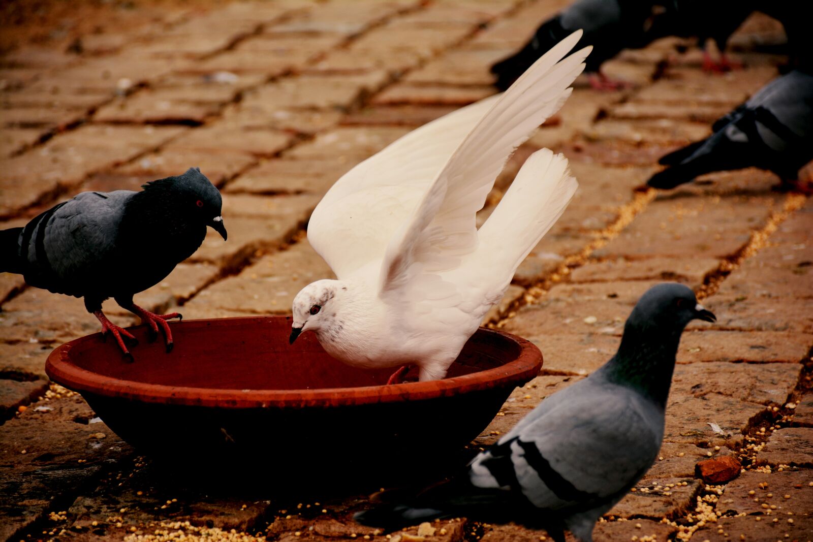 Nikon D5200 sample photo. Bird, candidshot, peigon photography