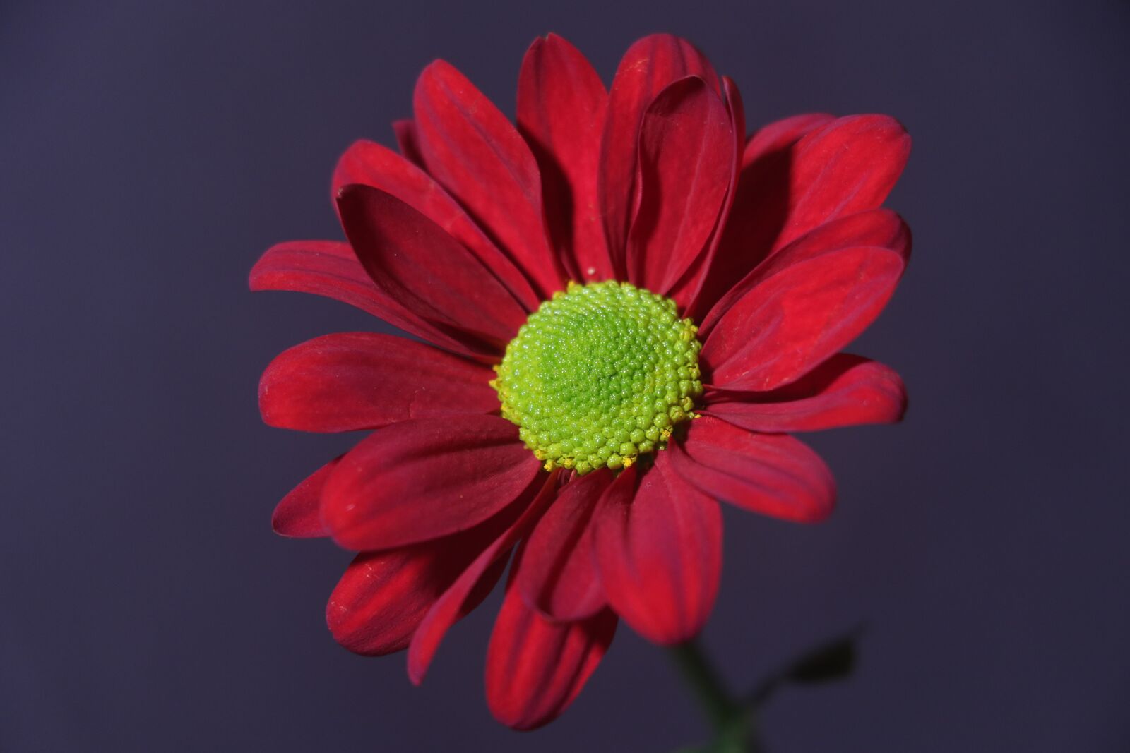 Canon EOS 7D Mark II sample photo. Flower, bloom, nature photography