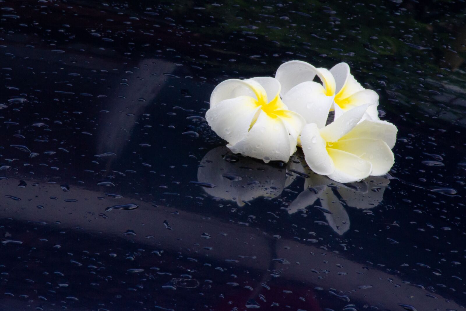 Nikon D3100 sample photo. Macro, sunlight, flower garden photography