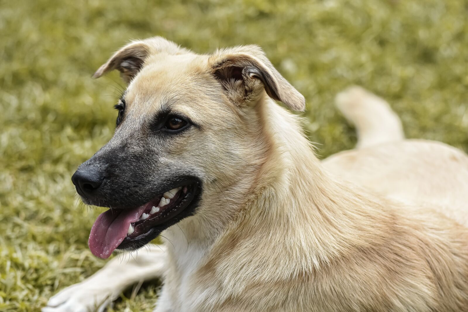 Nikon D7200 sample photo. Dog, hybrid, good photography