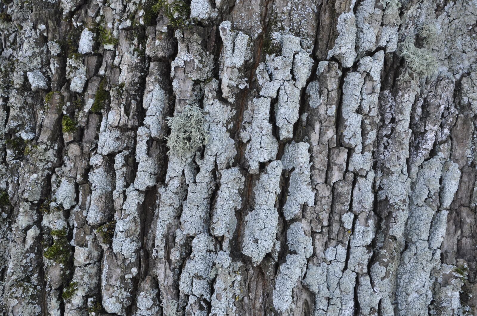 Nikon D5000 sample photo. Bark, tree, winter photography
