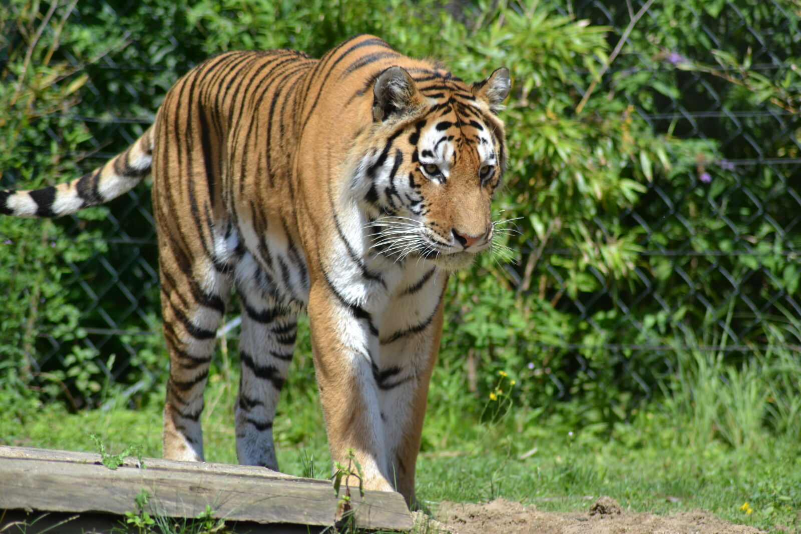 Nikon D3100 sample photo. Tiger photography