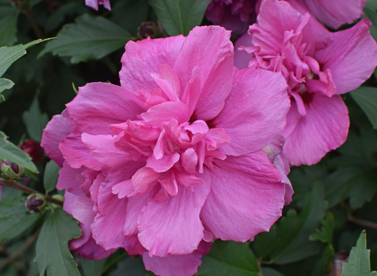 Nikon D3300 sample photo. Rose of sharon, flower photography