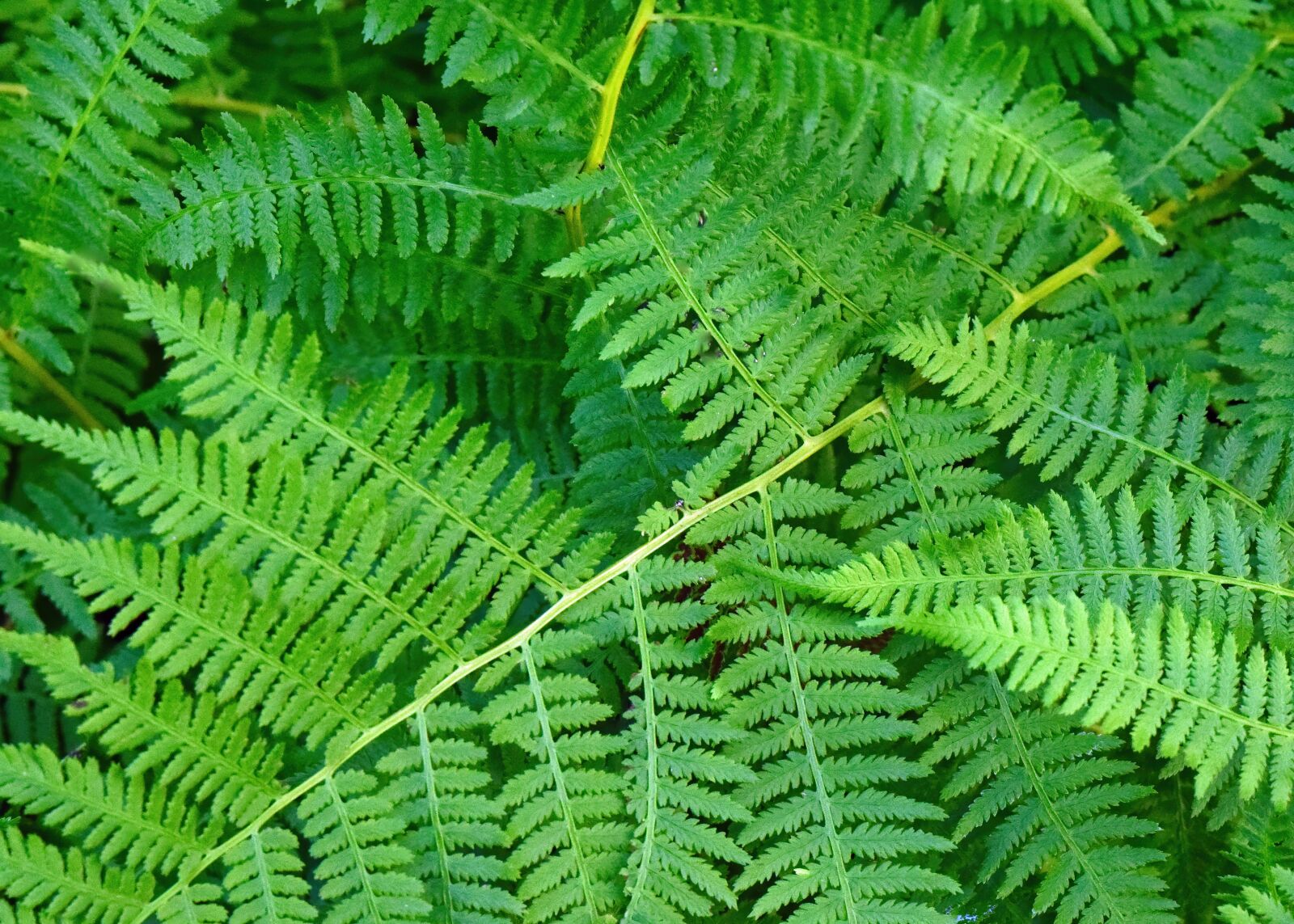 Nikon D3300 sample photo. Fern, green, leaves photography