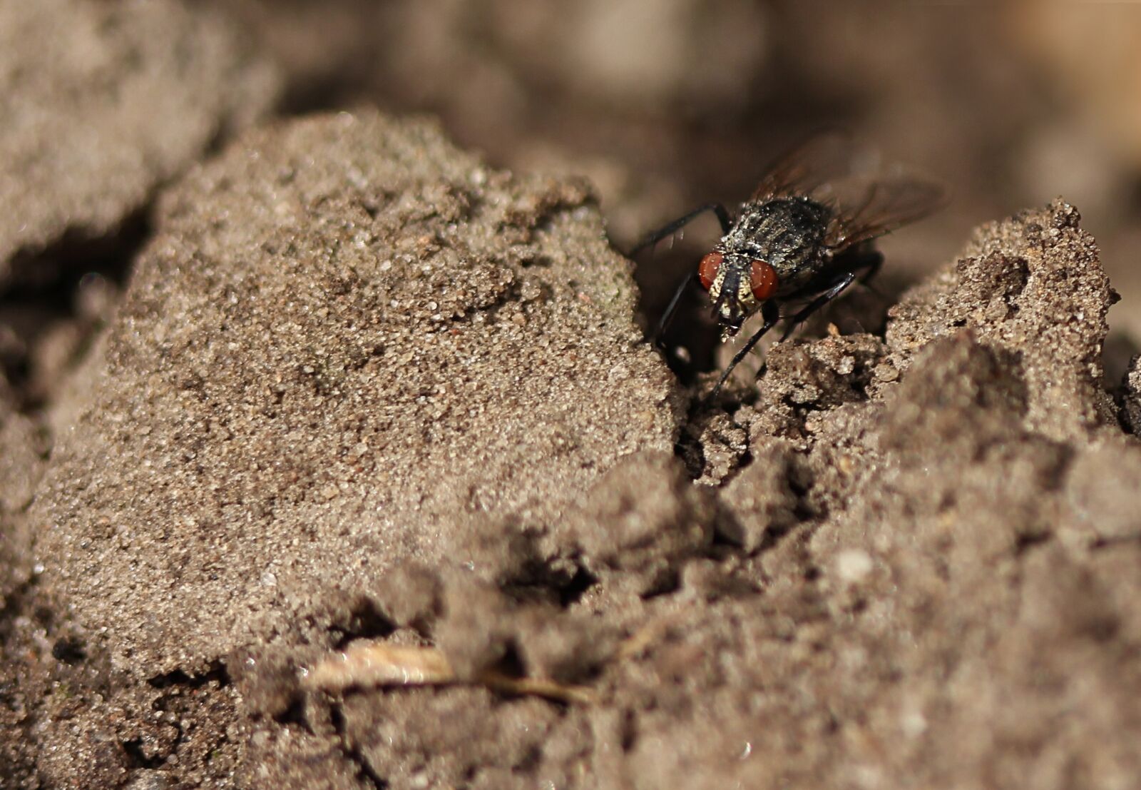 Canon EOS 60D + Canon EF 100mm F2.8 Macro USM sample photo. Insect, earth, ground photography