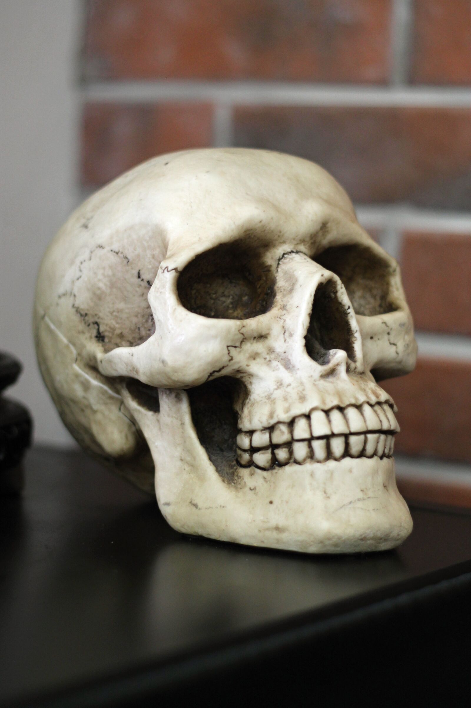 Canon EF 50mm F1.8 II sample photo. Skull, human head, teeth photography